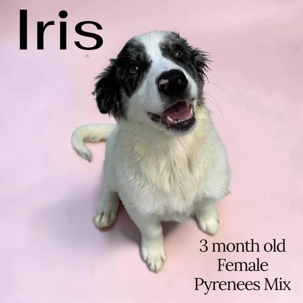 A baby small-sized female Great Pyrenees dog named Iris for adoption in Nicholasville, KY