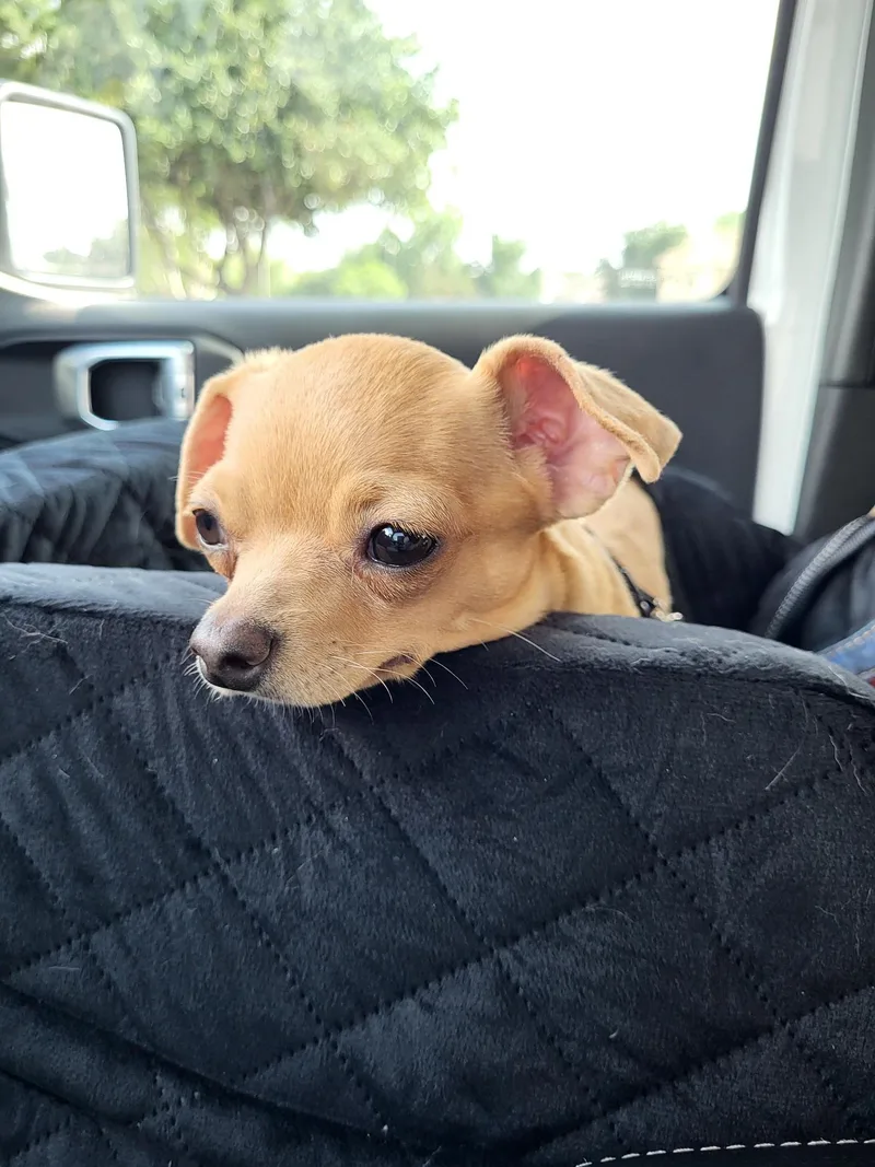 A young small-sized male Golden Chihuahua dog named Nacho for adoption in Plano, TX