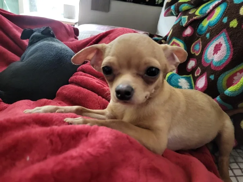 Nacho thumbnail 2