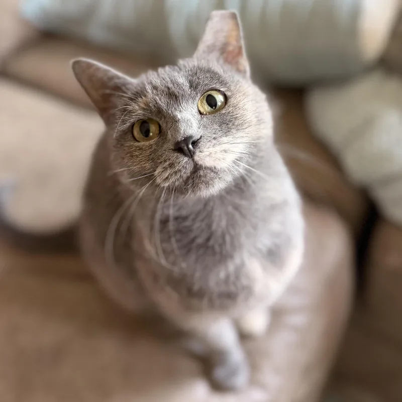 An adult small-sized female Dilute Tortoiseshell Domestic Short Hair cat named Miss Jackie for adoption in Fort Worth, TX