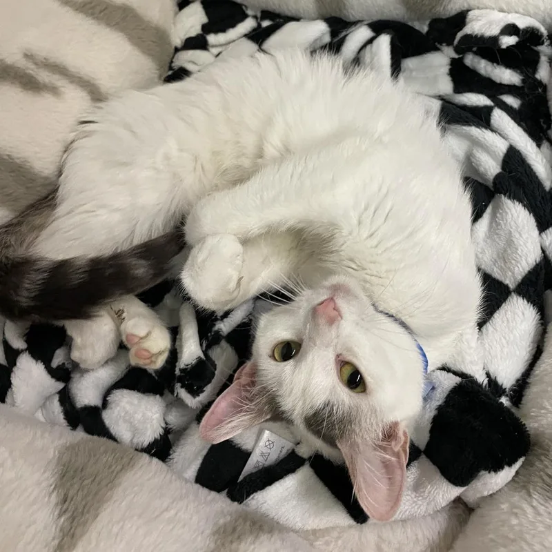A baby medium-sized female White Domestic Short Hair cat named Helen for adoption in Madison, WI