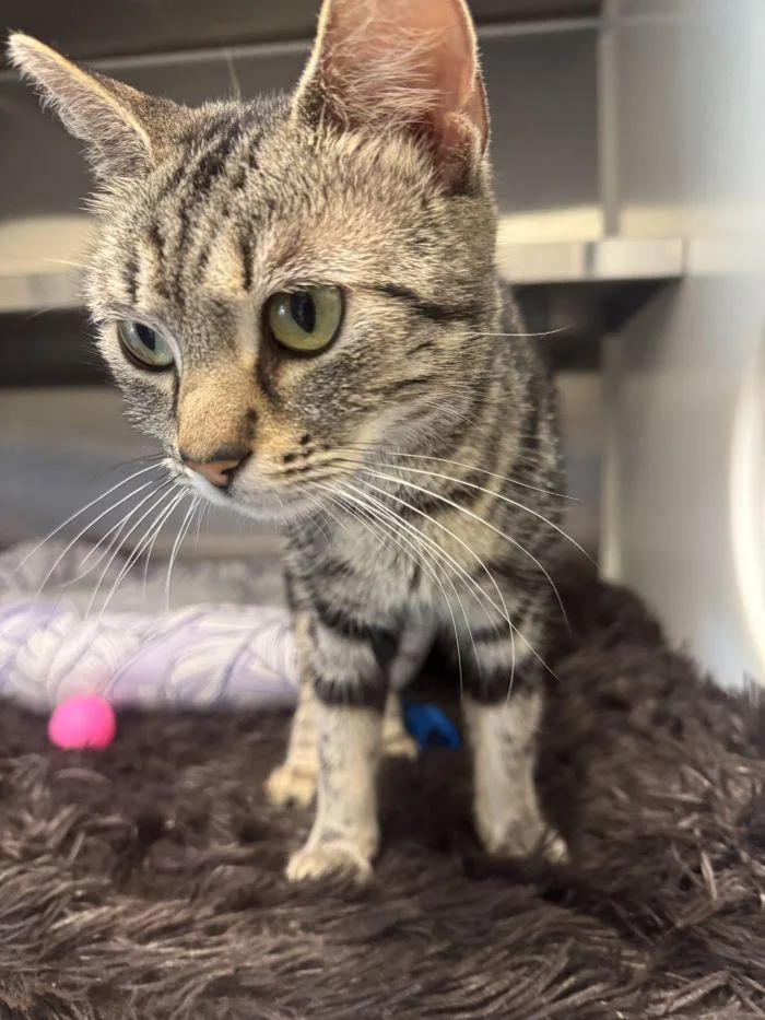A baby medium-sized female Domestic Short Hair cat named Patchouli for adoption in Hilton Head Island, SC