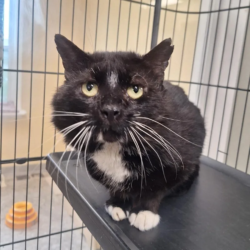 An adult large-sized male Black Domestic Short Hair cat named Salem for adoption in Attica, NY