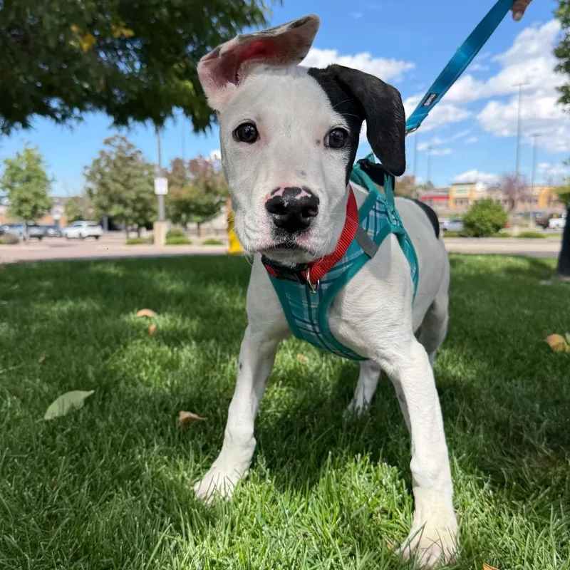 A baby small-sized male White / Cream Pit Bull Terrier dog named Spot for adoption in Parker, CO