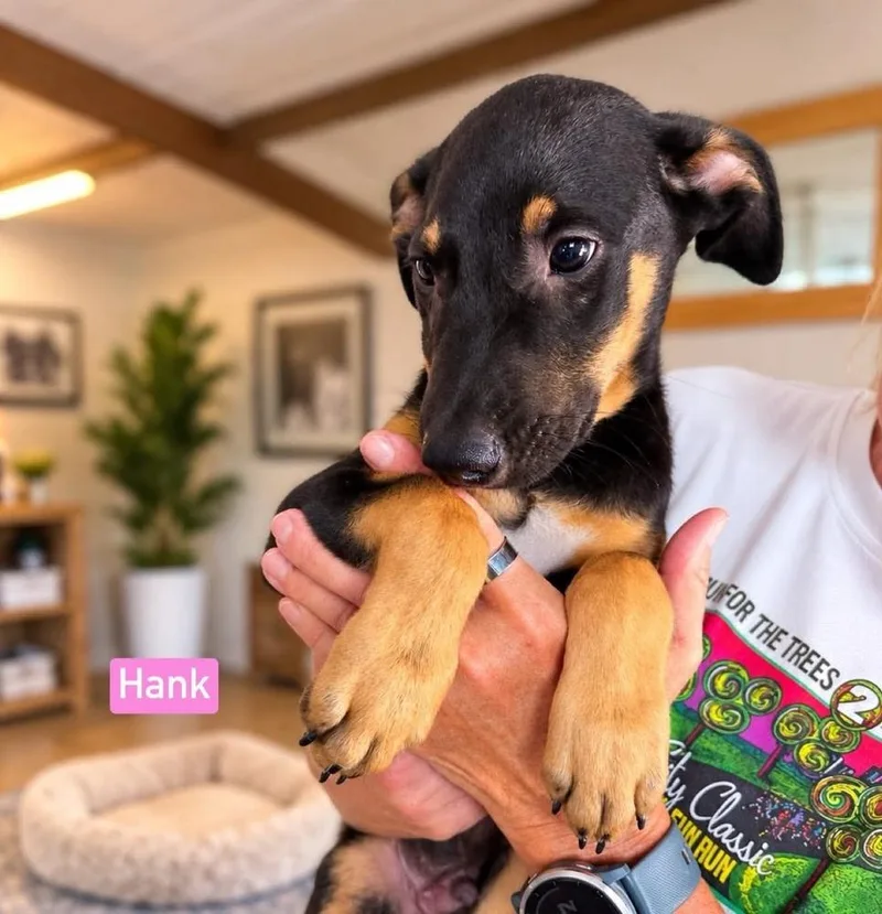 A baby medium-sized male Brown / Chocolate Shepherd dog named Hank for adoption in Saugus, MA