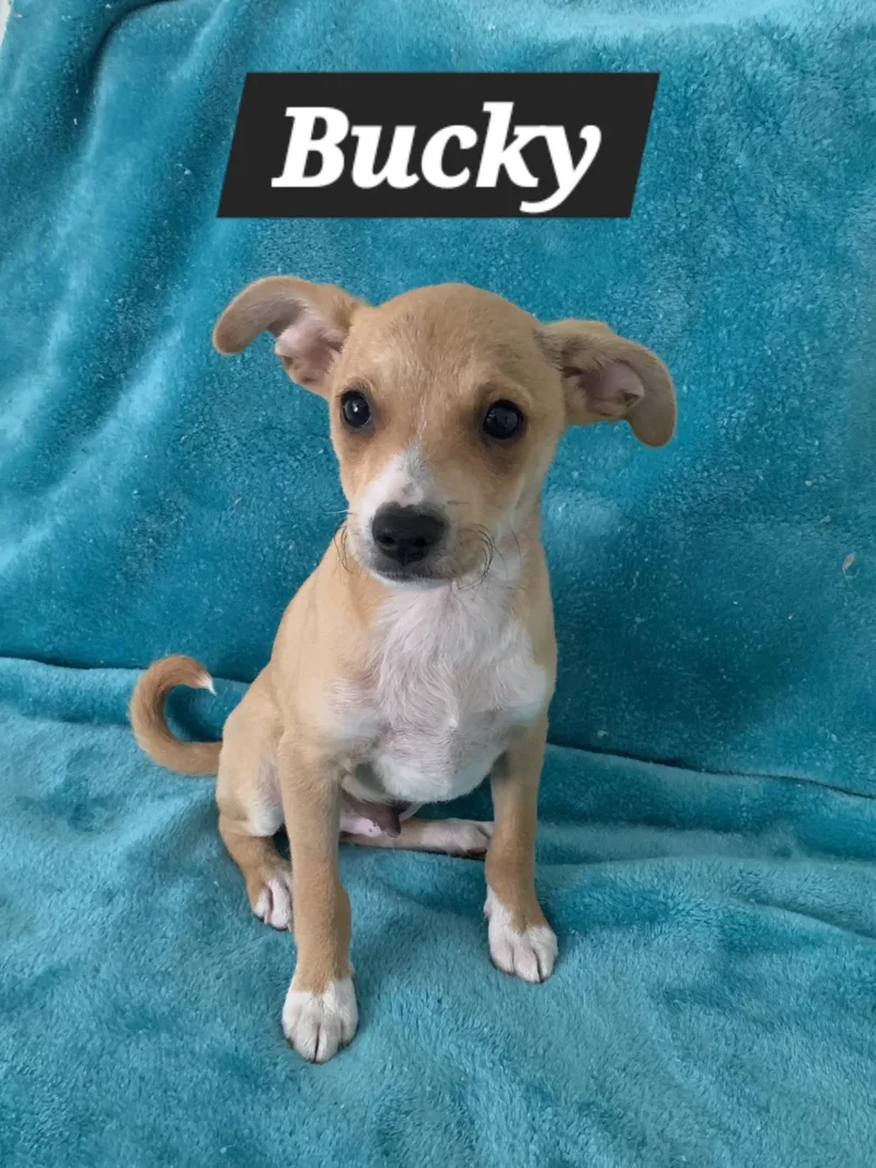 Bucky