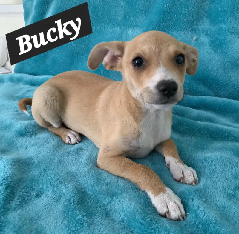 Bucky thumbnail 3