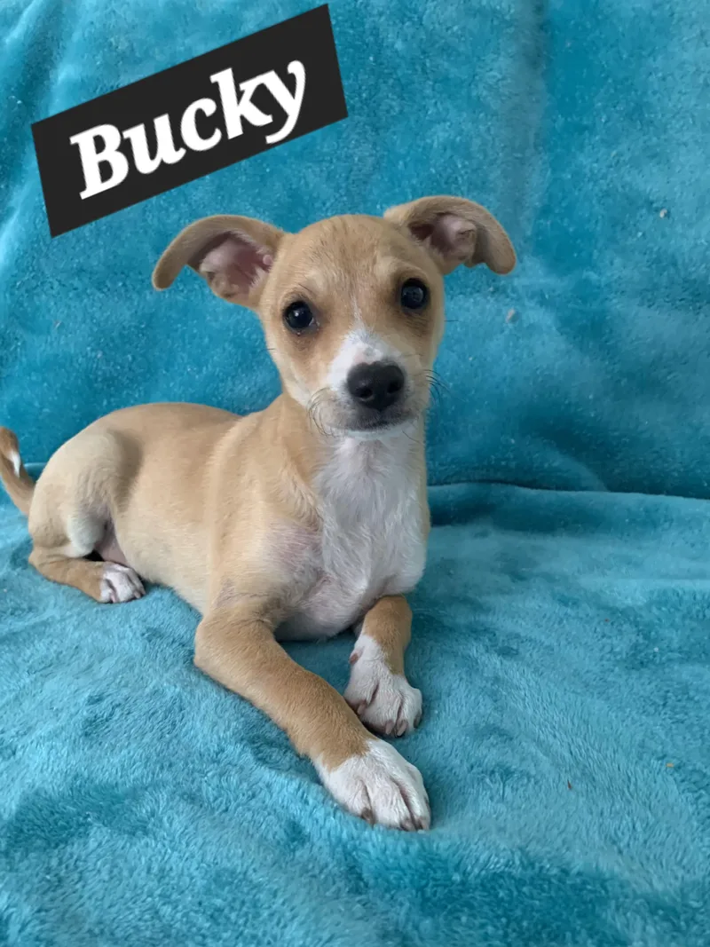 Bucky thumbnail 4