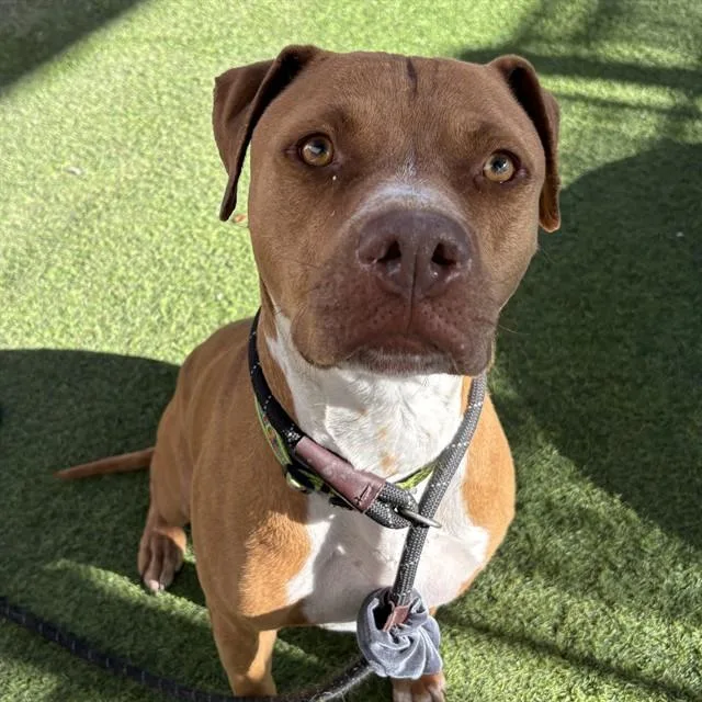 An adult large-sized male Pit Bull Terrier dog named Camaro for adoption in Mesa, AZ