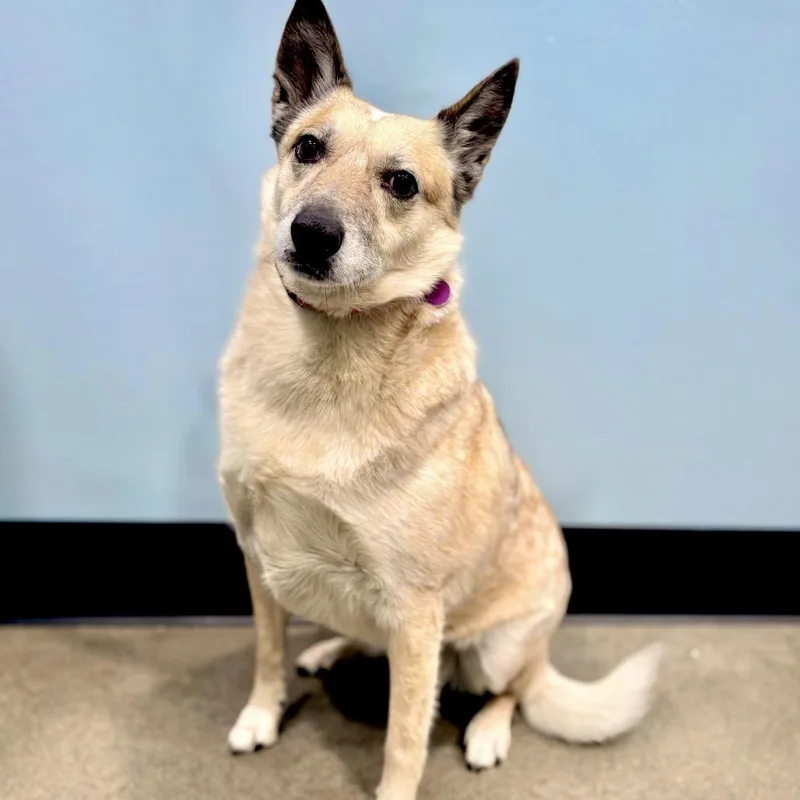 A senior medium-sized female Red / Chestnut / Orange Cattle Dog dog named Ellie for adoption in Portland, OR