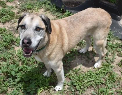 A senior medium-sized male Golden Anatolian Shepherd dog named Chance for adoption in Inverness, FL