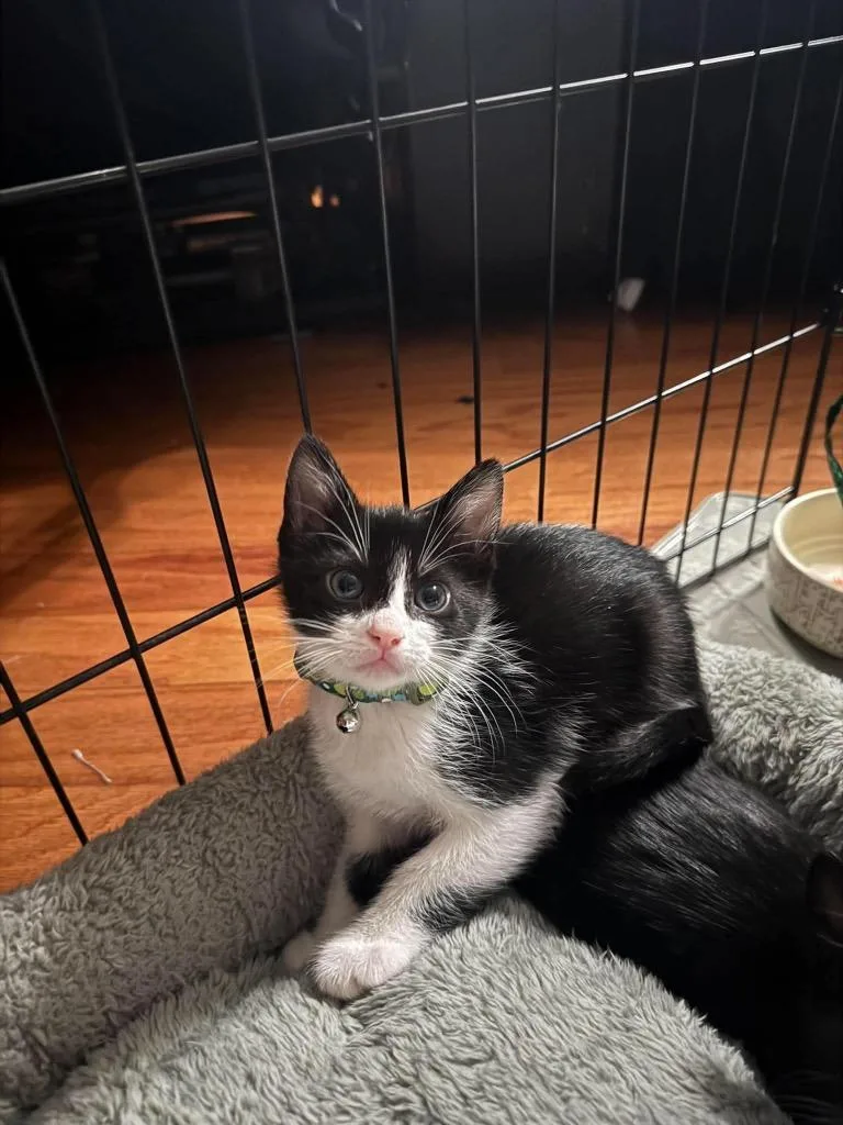 A baby small-sized male Domestic Short Hair cat named Jasper for adoption in Orlando, FL