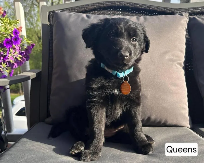 A baby medium-sized female Black German Shepherd Dog dog named Queens for adoption in St. Clairsville, OH