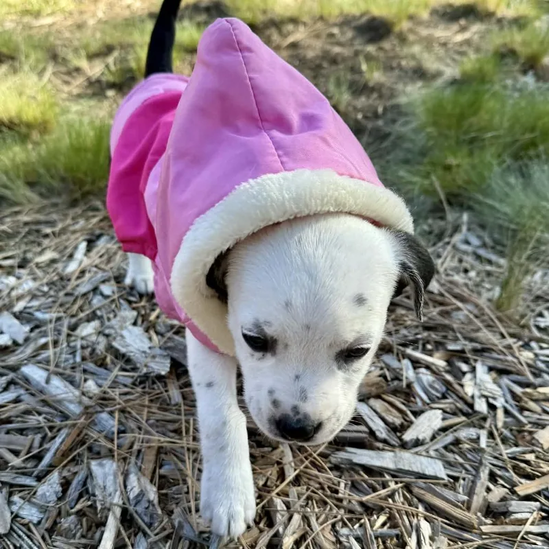 Chickpea thumbnail 2