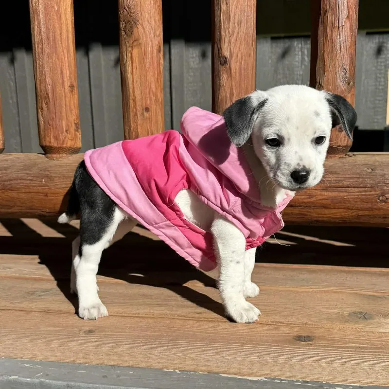 Chickpea thumbnail 3