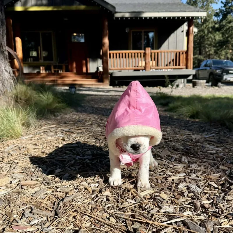 Chickpea thumbnail 4