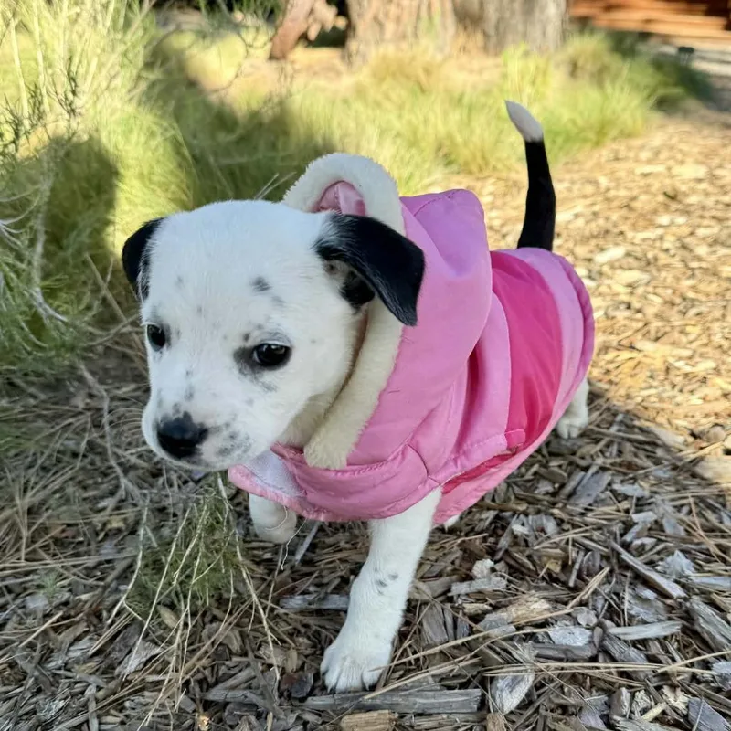 Chickpea thumbnail 5