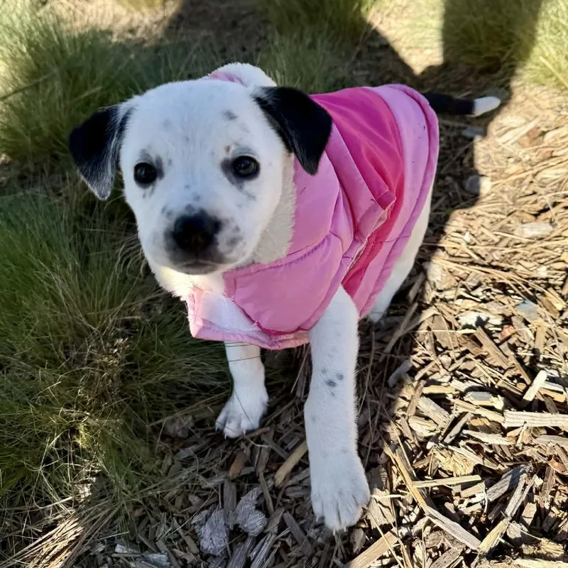 Chickpea thumbnail 6