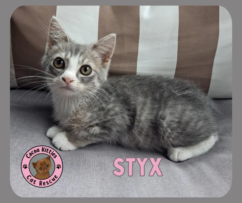 A baby small-sized male Domestic Short Hair cat named Styx for adoption in Hershey, PA