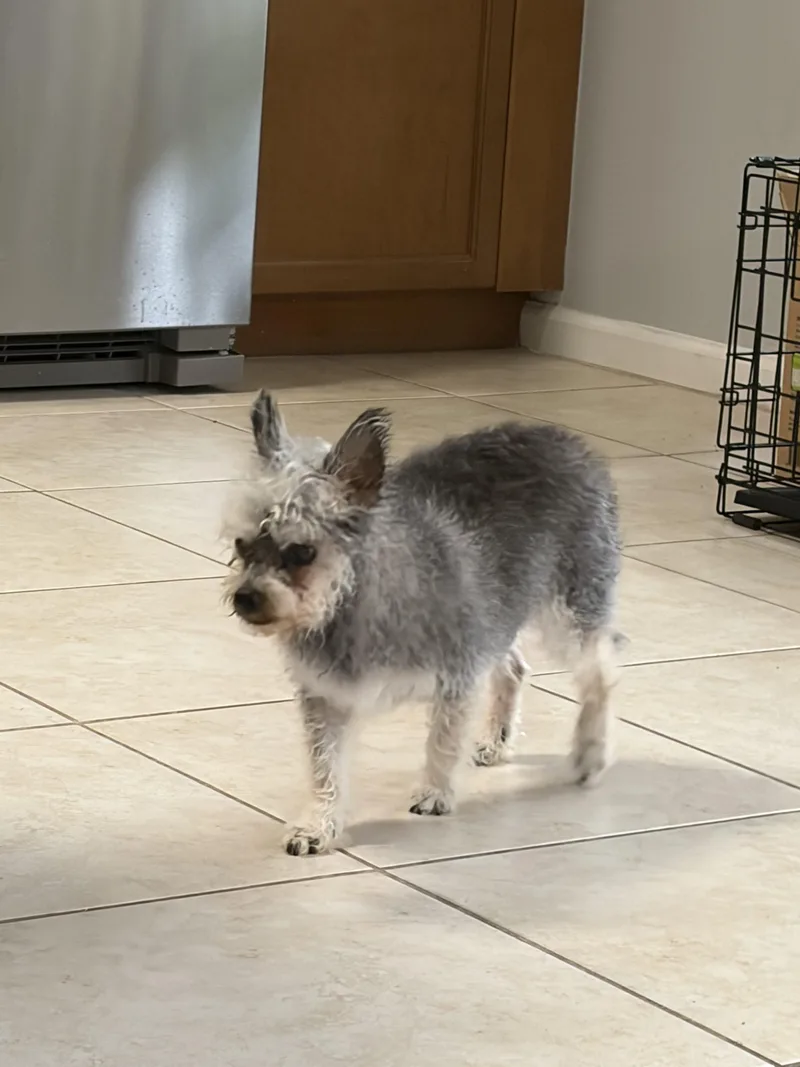A senior small-sized male Yorkshire Terrier dog named Milo for adoption in Plantation, FL