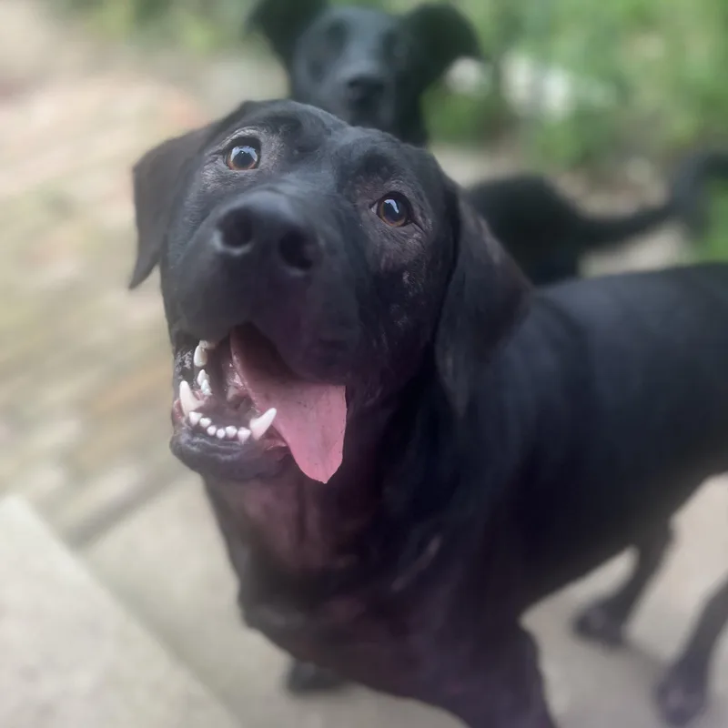 An adult medium-sized male Black Labrador Retriever dog named Bear for adoption in Lewis Center, OH