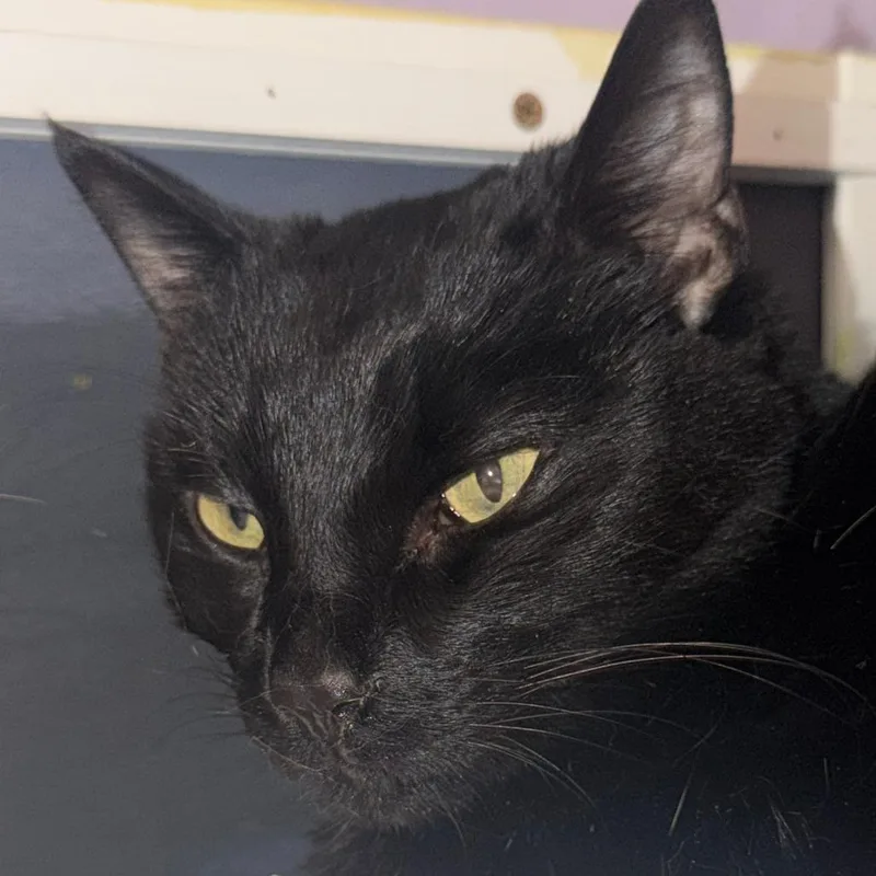 A senior medium-sized male Black Domestic Short Hair cat named Jelly Bean for adoption in Titusville, FL