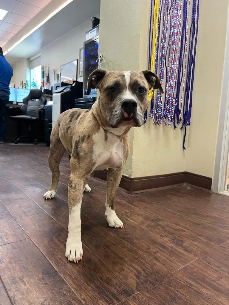 An adult large-sized male Pit Bull Terrier dog named Dog Kennel  Bullfrog for adoption in Greenville, TX