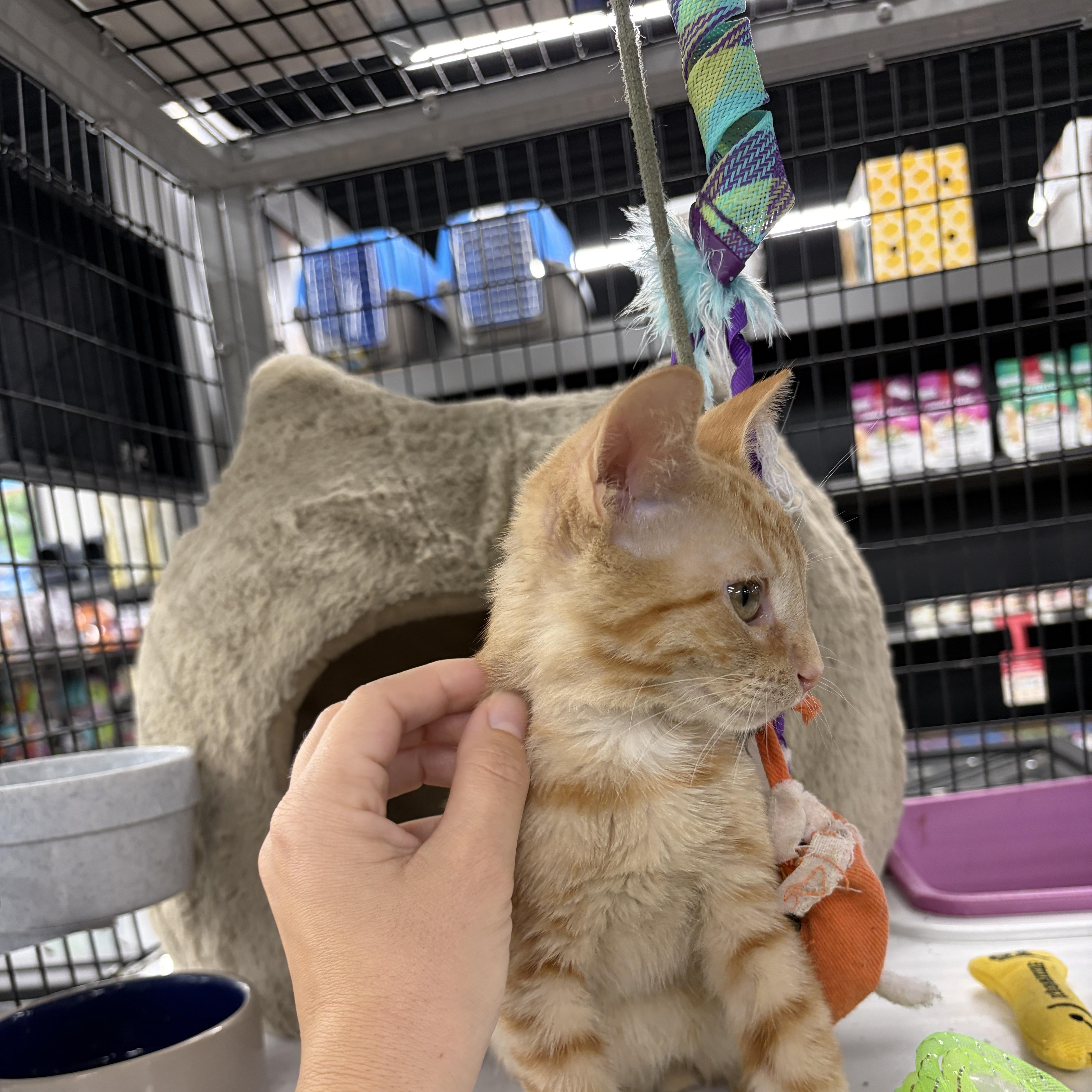 A baby medium-sized male Tabby (Orange / Red) Domestic Short Hair cat named Chester for adoption in Easley, SC