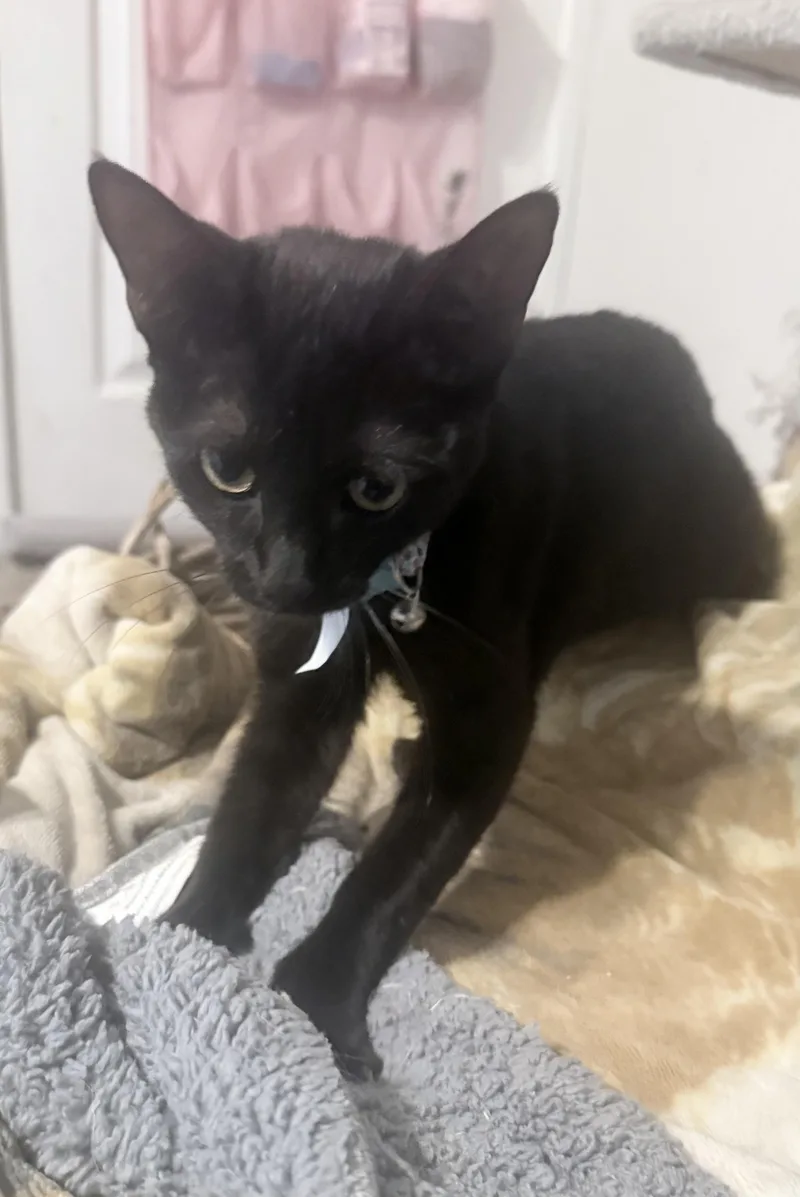 A baby medium-sized female Black Domestic Short Hair cat named Turbo for adoption in Metairie, LA
