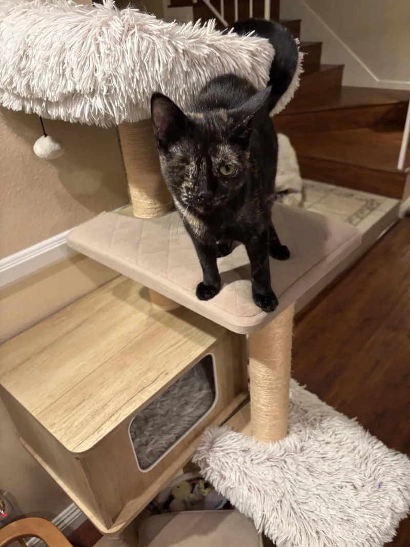 A baby medium-sized female Tortoiseshell cat named Winkerbelle for adoption in Laguna Niguel, CA