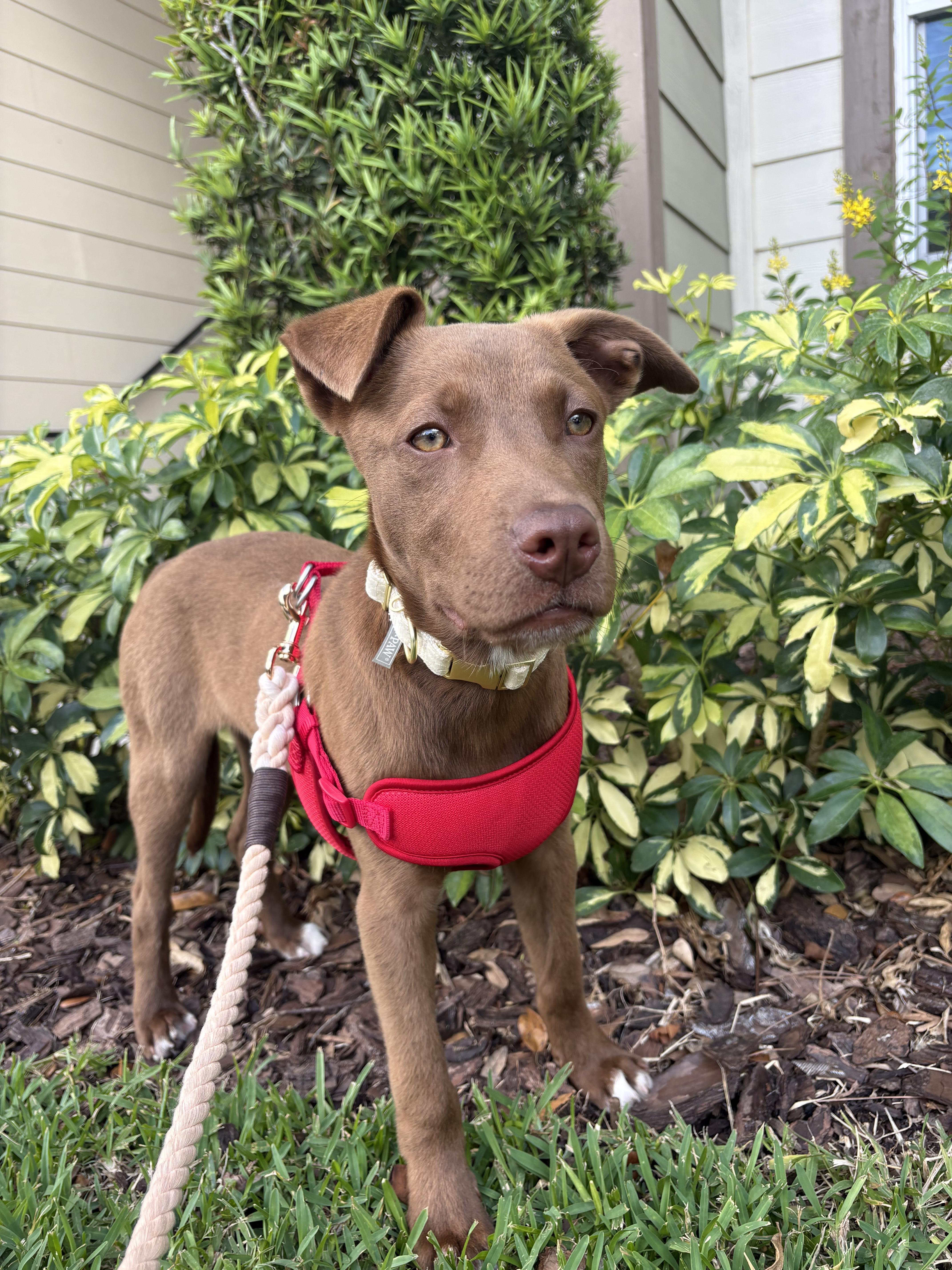 A baby medium-sized male Chocolate Labrador Retriever dog named Mocha for adoption in tampa, FL