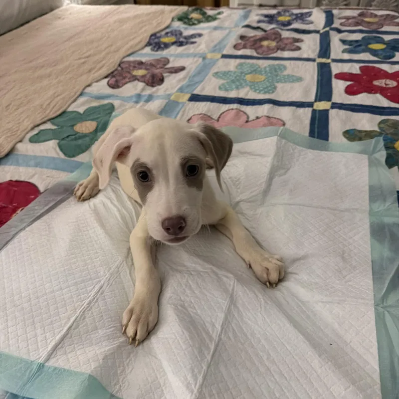 A baby medium-sized male American Staffordshire Terrier dog named Buzz for adoption in Park Forest, IL