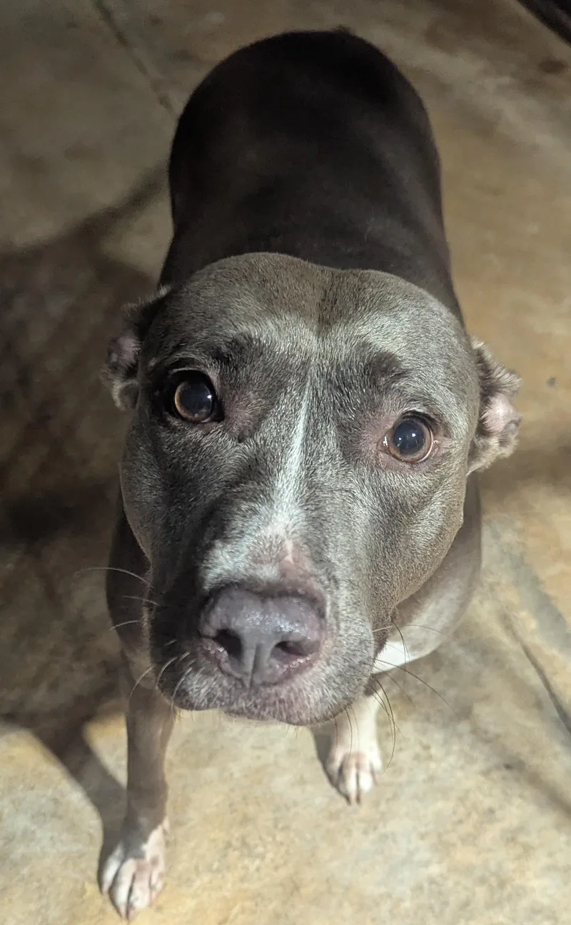 A senior large-sized female Gray / Blue / Silver Pit Bull Terrier dog named Millie for adoption in Jackson, GA