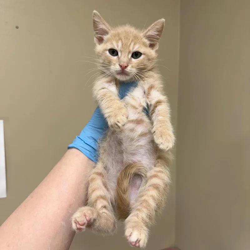 A baby small-sized male Buff / Tan / Fawn Domestic Short Hair cat named Mikey for adoption in Birmingham, AL
