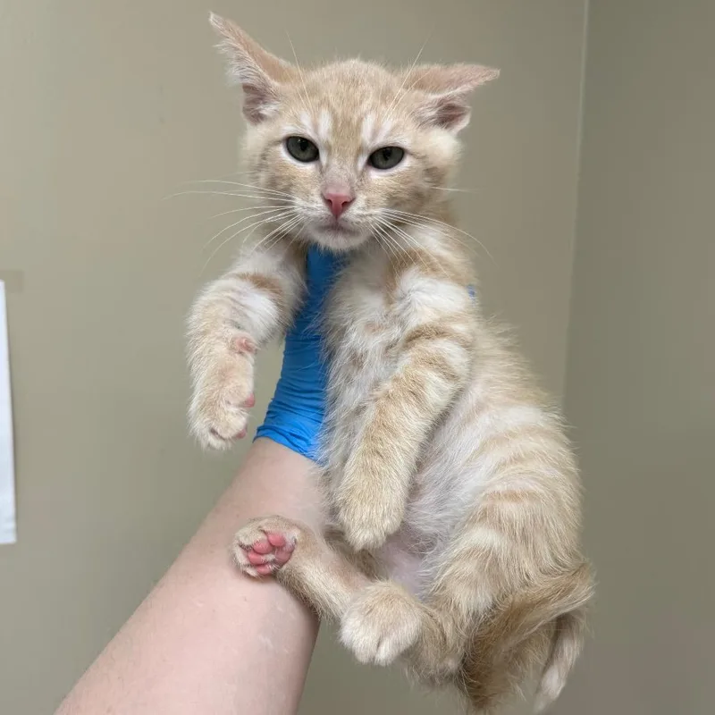 Mikey thumbnail 2