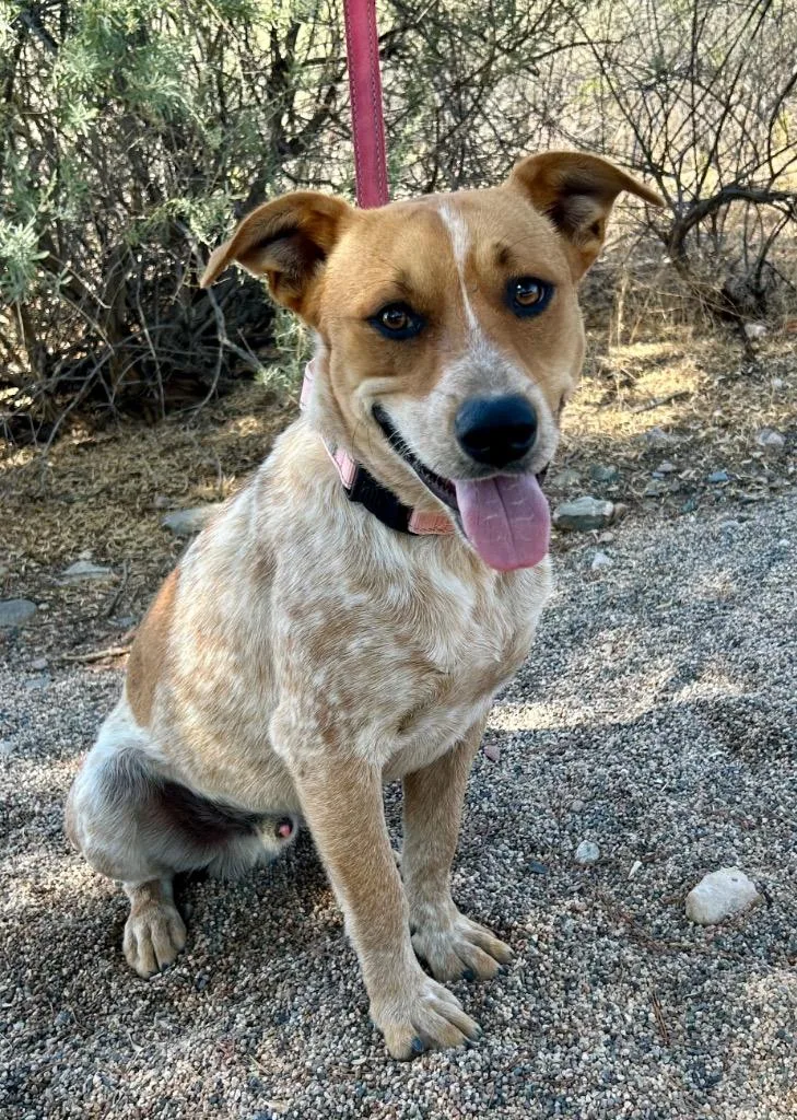 A young medium-sized male Cattle Dog dog named Herman for adoption in Cottonwood, AZ