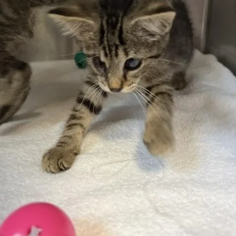 A baby medium-sized male Tabby (Buff / Tan / Fawn) Domestic Short Hair cat named Echo for adoption in Honesdale, PA
