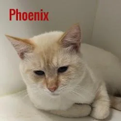Phoenix