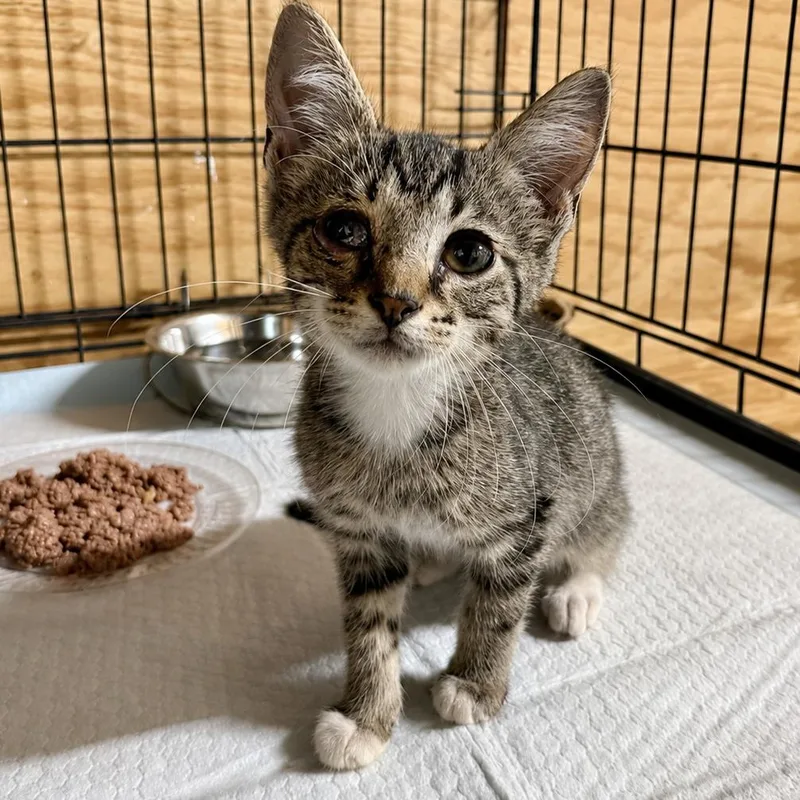 A baby small-sized male Brown / Chocolate Domestic Short Hair cat named Steven for adoption in Booneville, AR