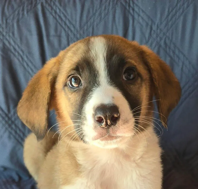 A baby medium-sized male Tricolor (Brown, Black, & White) Beagle dog named Parsley for adoption in Newport, TN