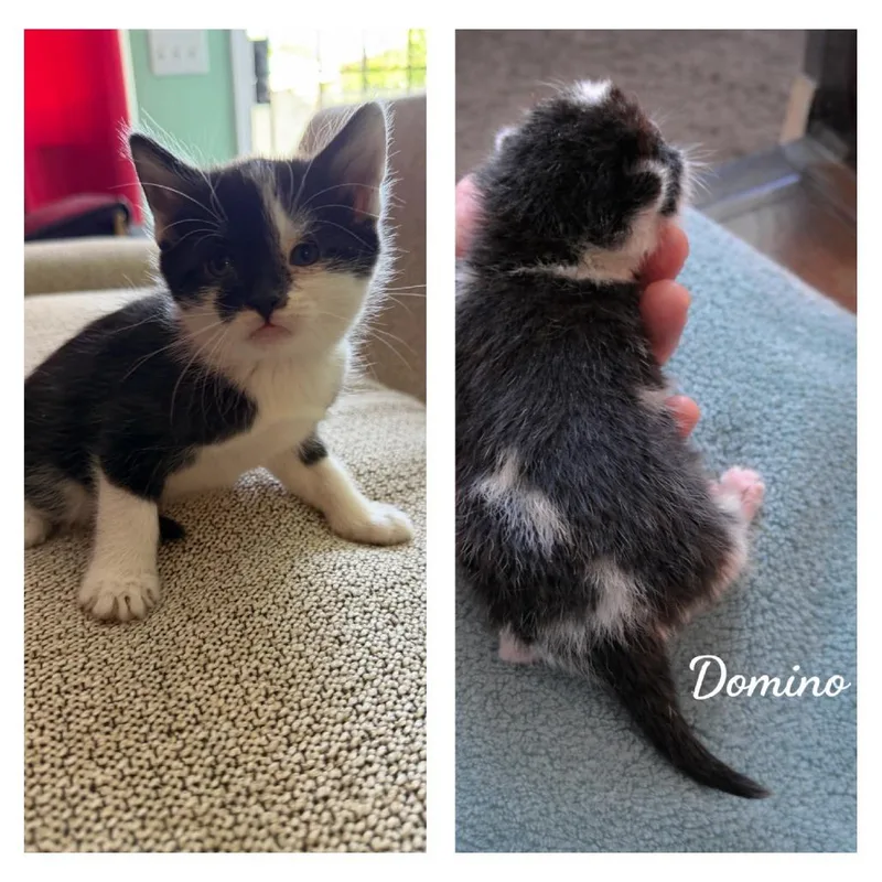 A baby small-sized male Black American Shorthair cat named Domino for adoption in Calimesa, CA