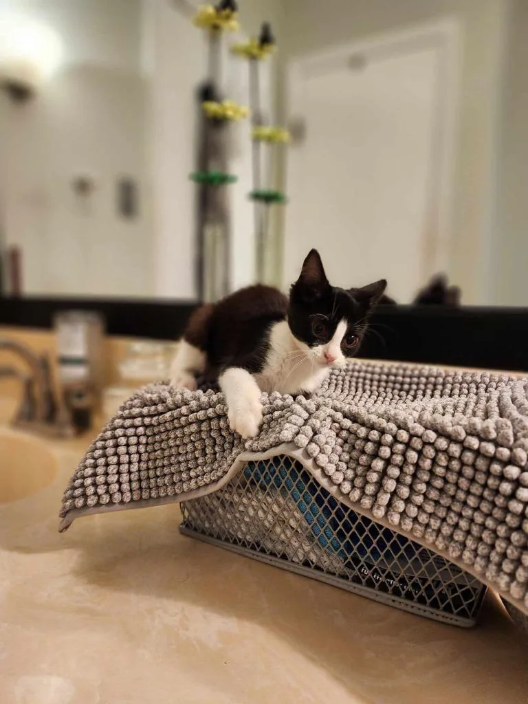 Isobelle thumbnail 2