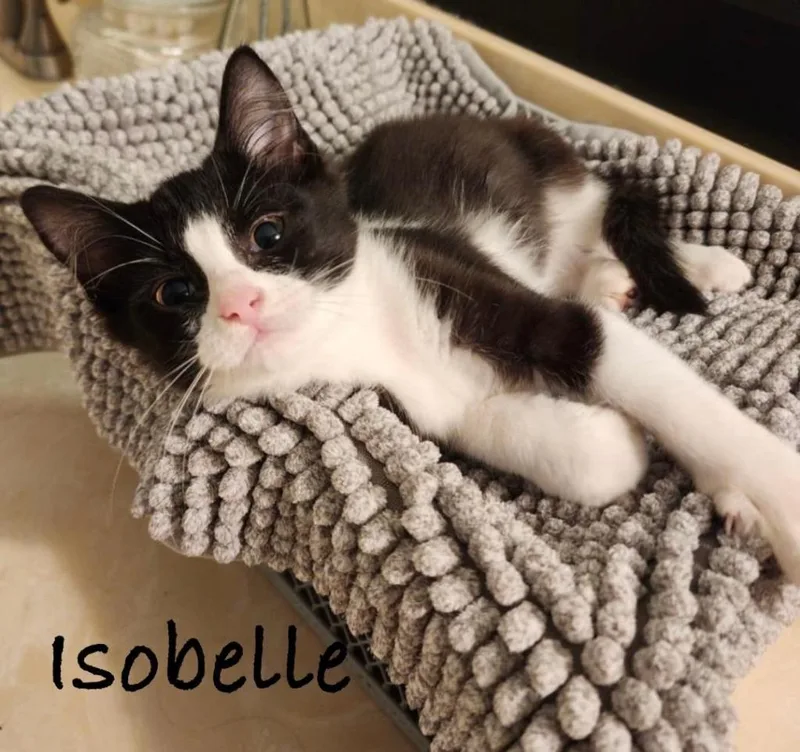Isobelle thumbnail 3