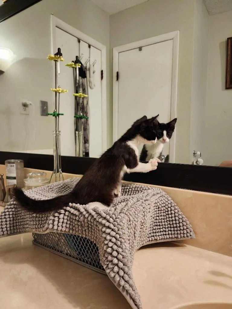 Isobelle thumbnail 5