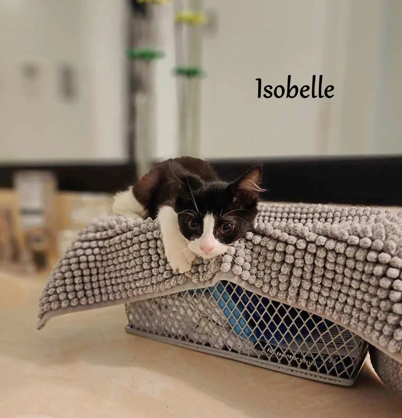 Isobelle thumbnail 6