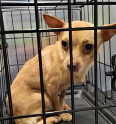 An adult small-sized female Chihuahua dog named Opal for adoption in San Antonio, TX