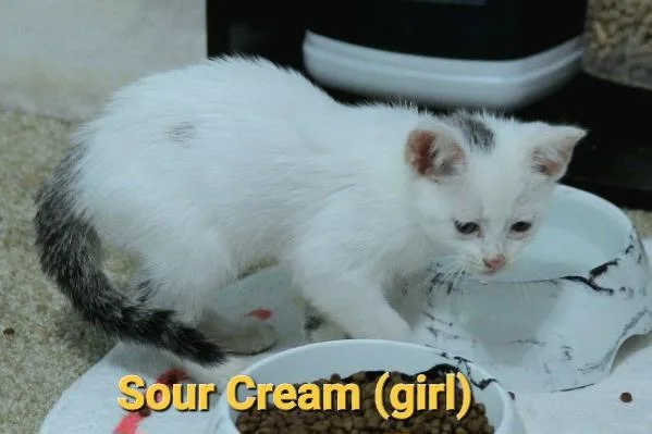 Sour Cream thumbnail 2