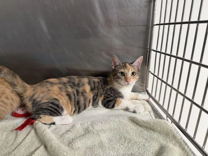 A young small-sized female Domestic Short Hair cat named Iris for adoption in Hilton Head Island, SC