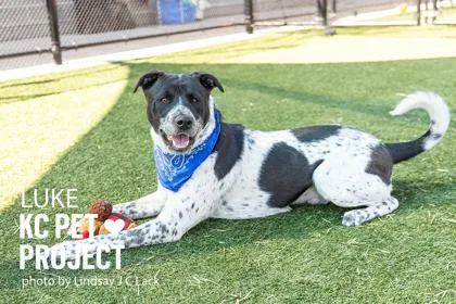 An adult large-sized male Black Mixed Breed dog named Luke for adoption in Kansas City, MO