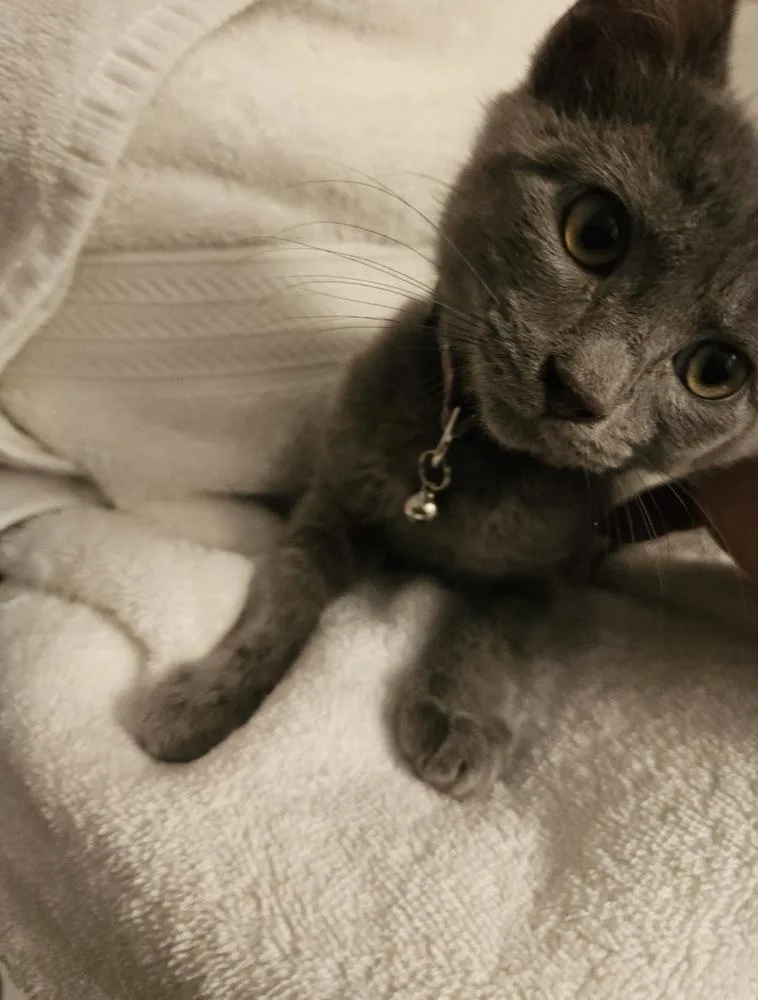 A baby small-sized female Domestic Medium Hair cat named Purp for adoption in Virginia Beach, VA
